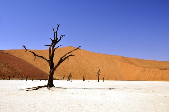 tree-desert-namibia-dead-vlei